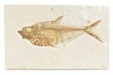 Detailed Fossil Fish (Diplomystus) - Wyoming #361092-1
